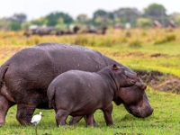Rezerwat w Chobe (Botswana)